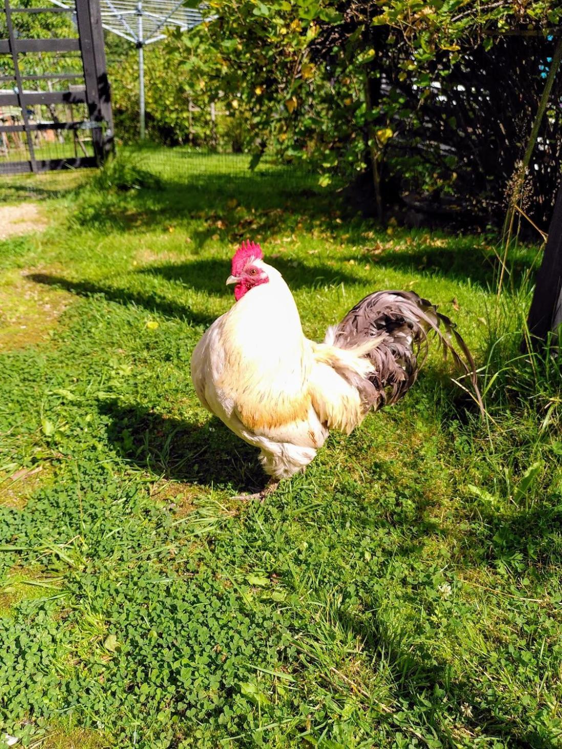 Lagenhet Naturnara I Henån Eksteriør billede