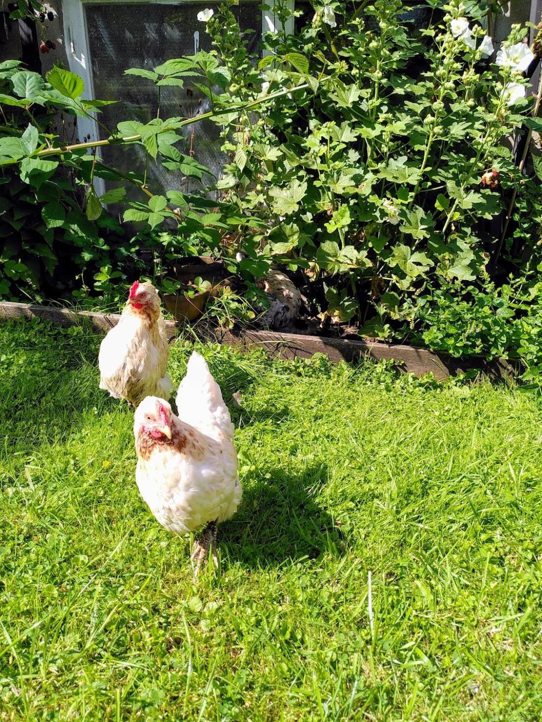 Lagenhet Naturnara I Henån Eksteriør billede